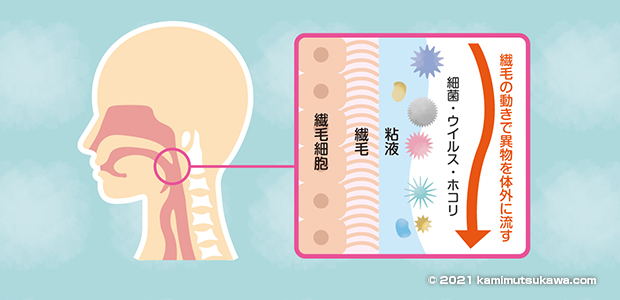 赤ちゃんから小児期まで 心配な子どもの咳について 横浜弘明寺呼吸器内科クリニック健康情報局